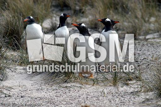 Eselspinguin (30 von 97).jpg